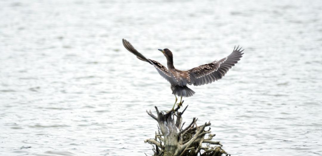 珍稀鸟类现身成都,在双流春游看花