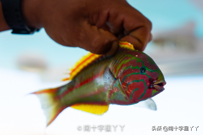 一半沙漠一半海洋图片,一半沙漠一半湖水