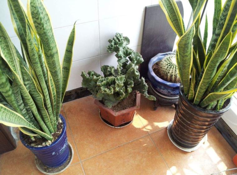 除甲醛的盆栽什么比较好,种植什么植物除甲醛