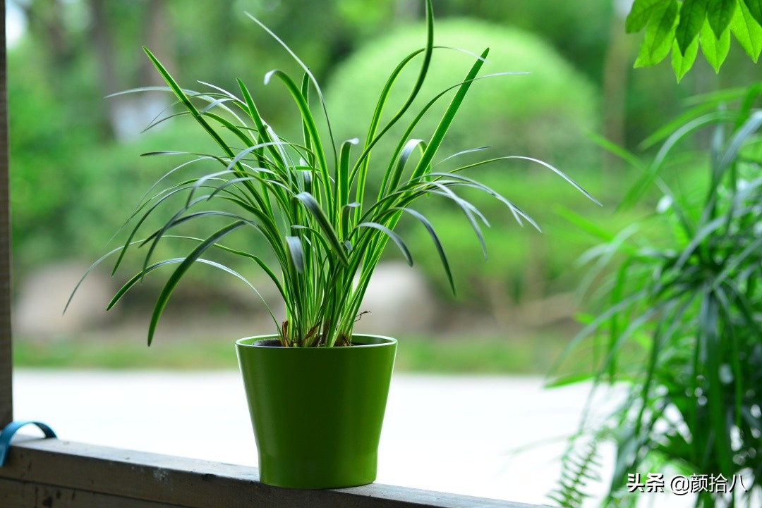 花园里的银边麦冬太好看，竟然被偷了|园丁