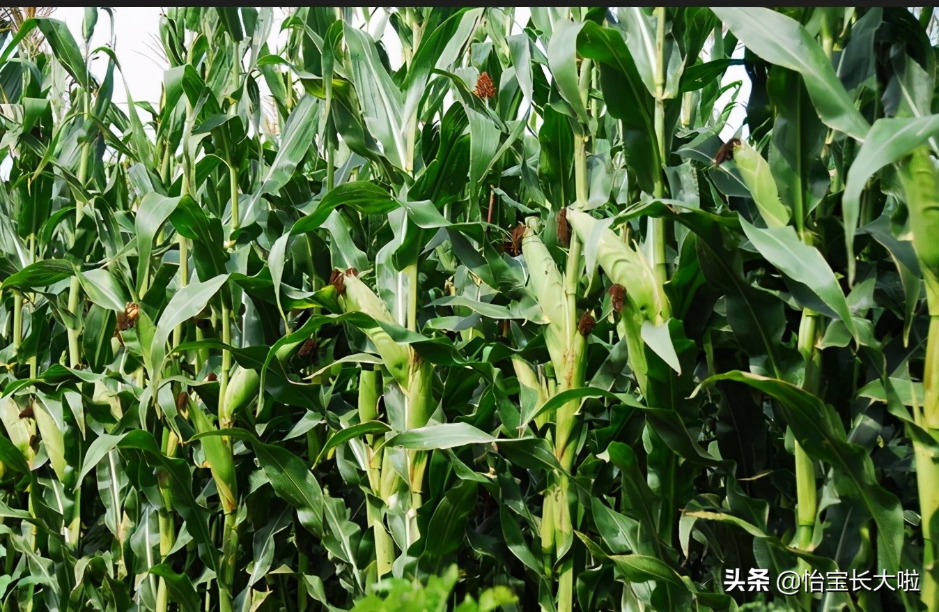 贵州包谷饭不用甑子怎么做,贵州特产高山低脂粗粮包谷饭