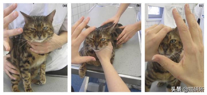 失明猫咪康复治疗,失明猫咪怎么照顾