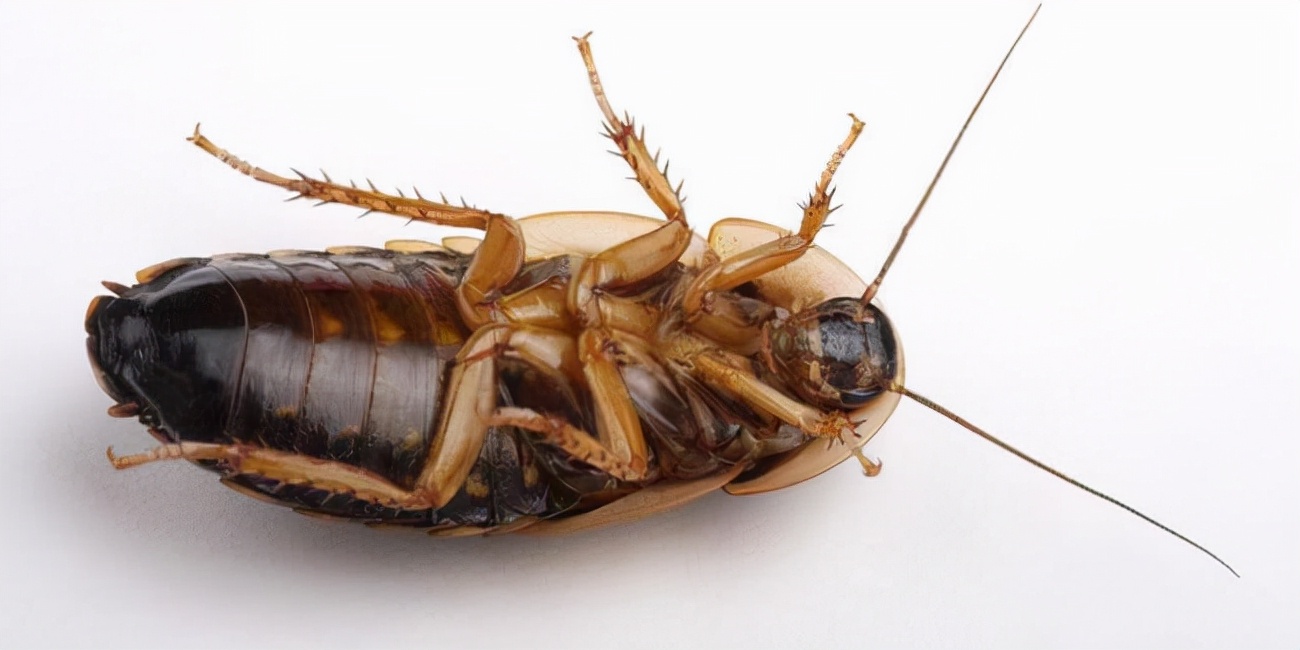 快递里发现蟑螂卵,女子网购衣服发现有蟑螂卵