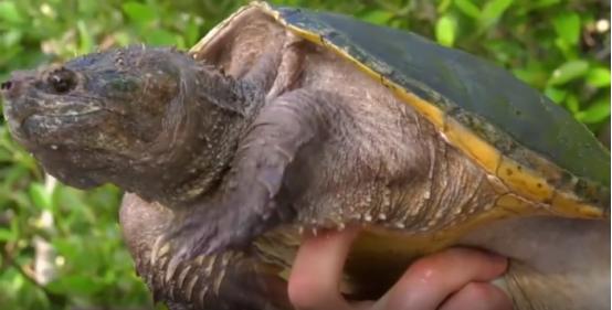 被乌龟咬住该如何挣脱,被乌龟咬住不松口的办法