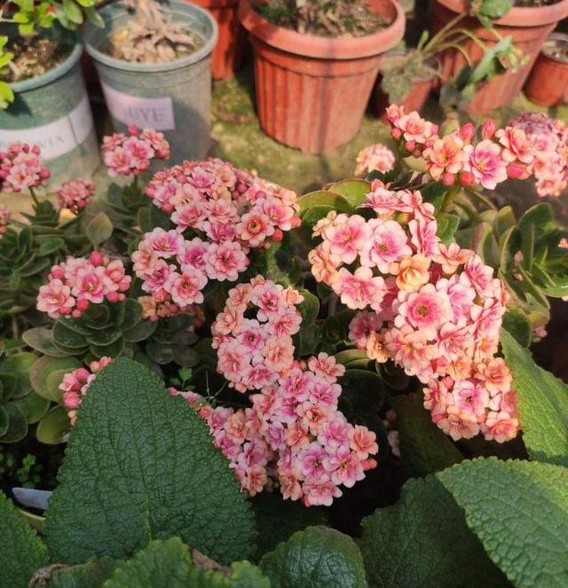 长寿花越长越难看，给它理个“大平头”，呼呼冒新芽，来年花更多