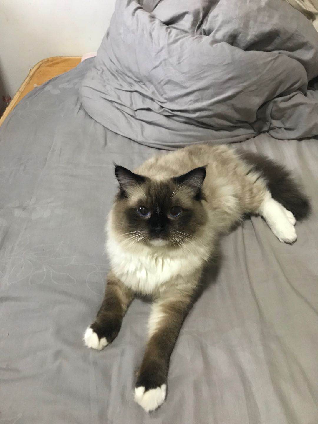 后院猫是什么,后院布偶猫什么意思