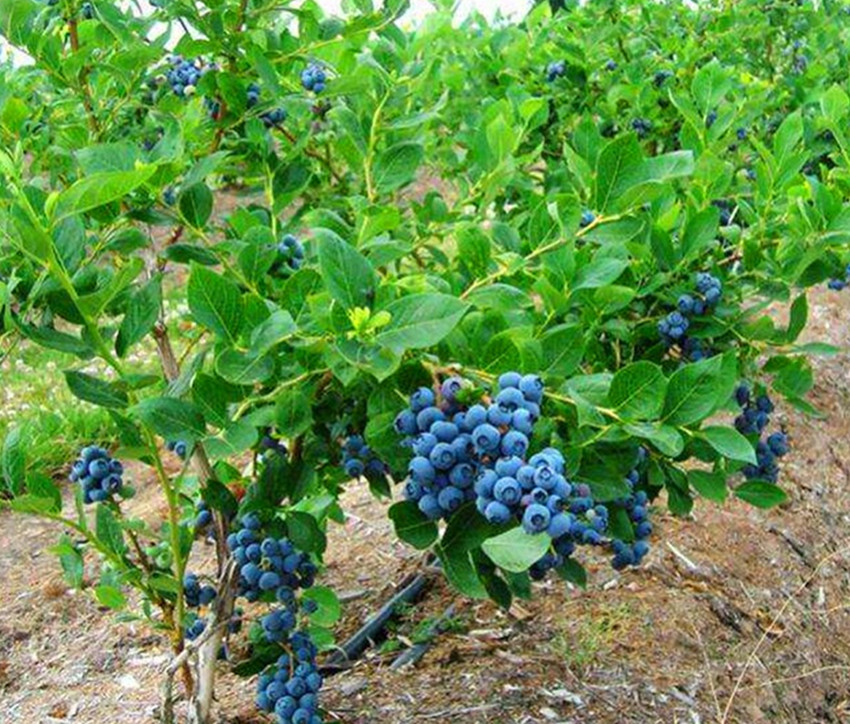 农村种植什么蔬菜能赚钱,农村农作物种什么能赚钱