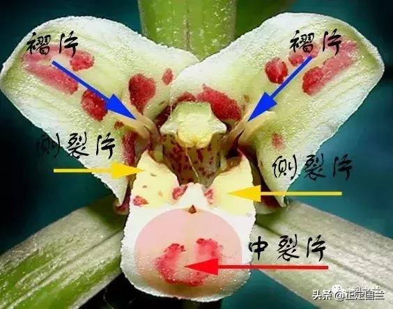 兰花知识大全100种,兰花鉴赏术语100条