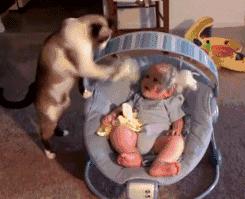 养宠小芝士|怀孕难道不能养猫吗？这里有你想要的答案