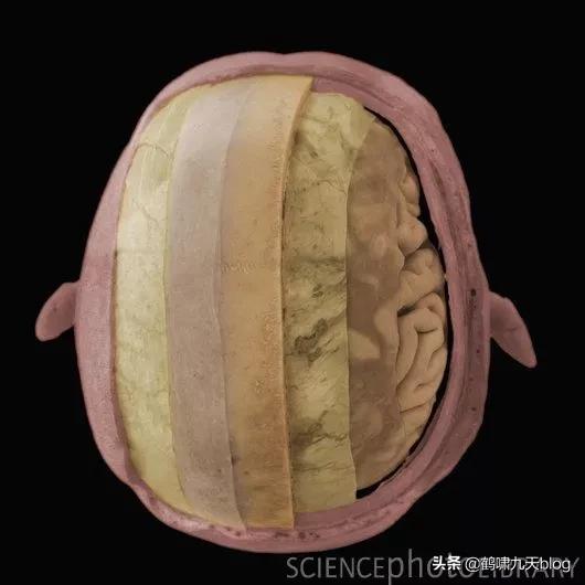 人类大脑如何超越人工智能,人类的出路在于将自身升级为神