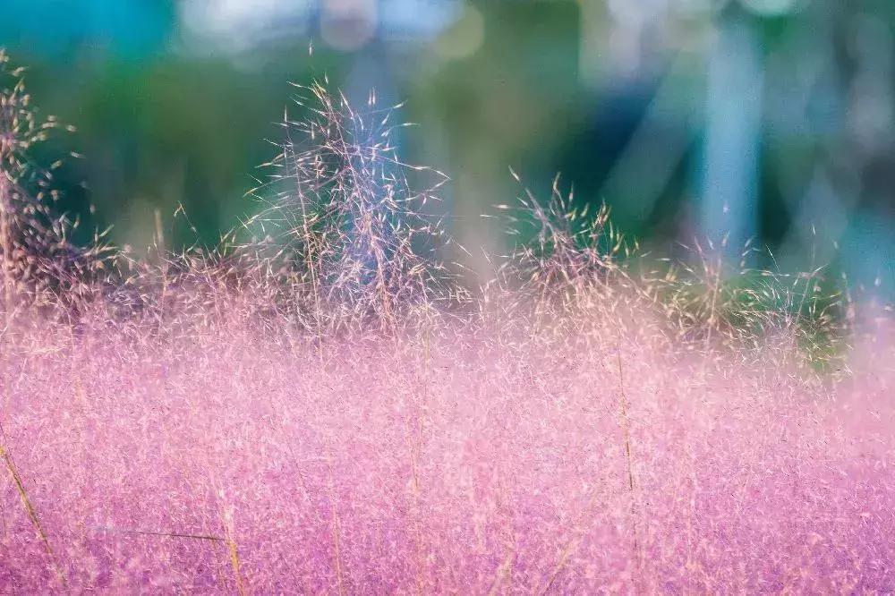 深圳5月哪里有花海看,深圳五一哪里可以看花海
