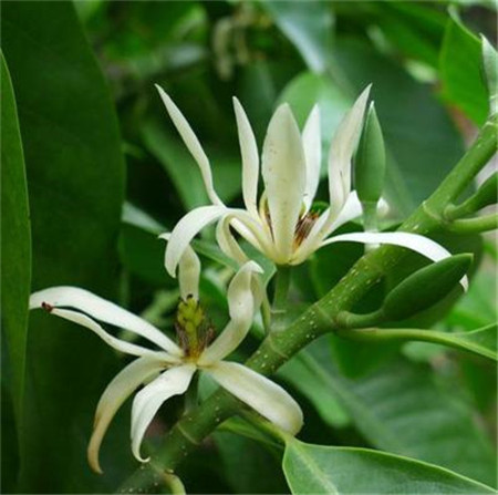 白兰花烂根治疗方法,白兰花烂根怎么办