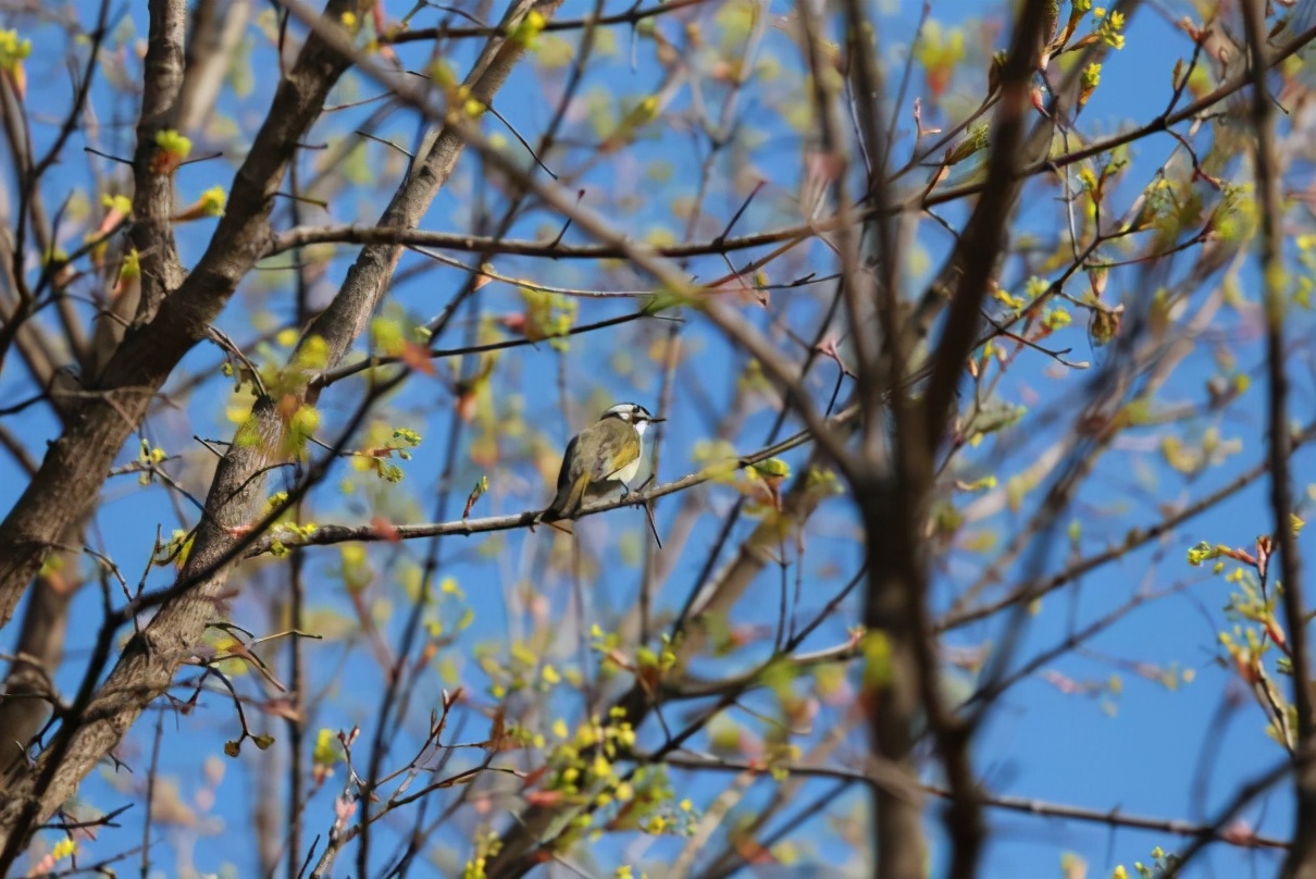 又一名单出炉！西安邮电大学这个专业进入全球工程教育第一方阵