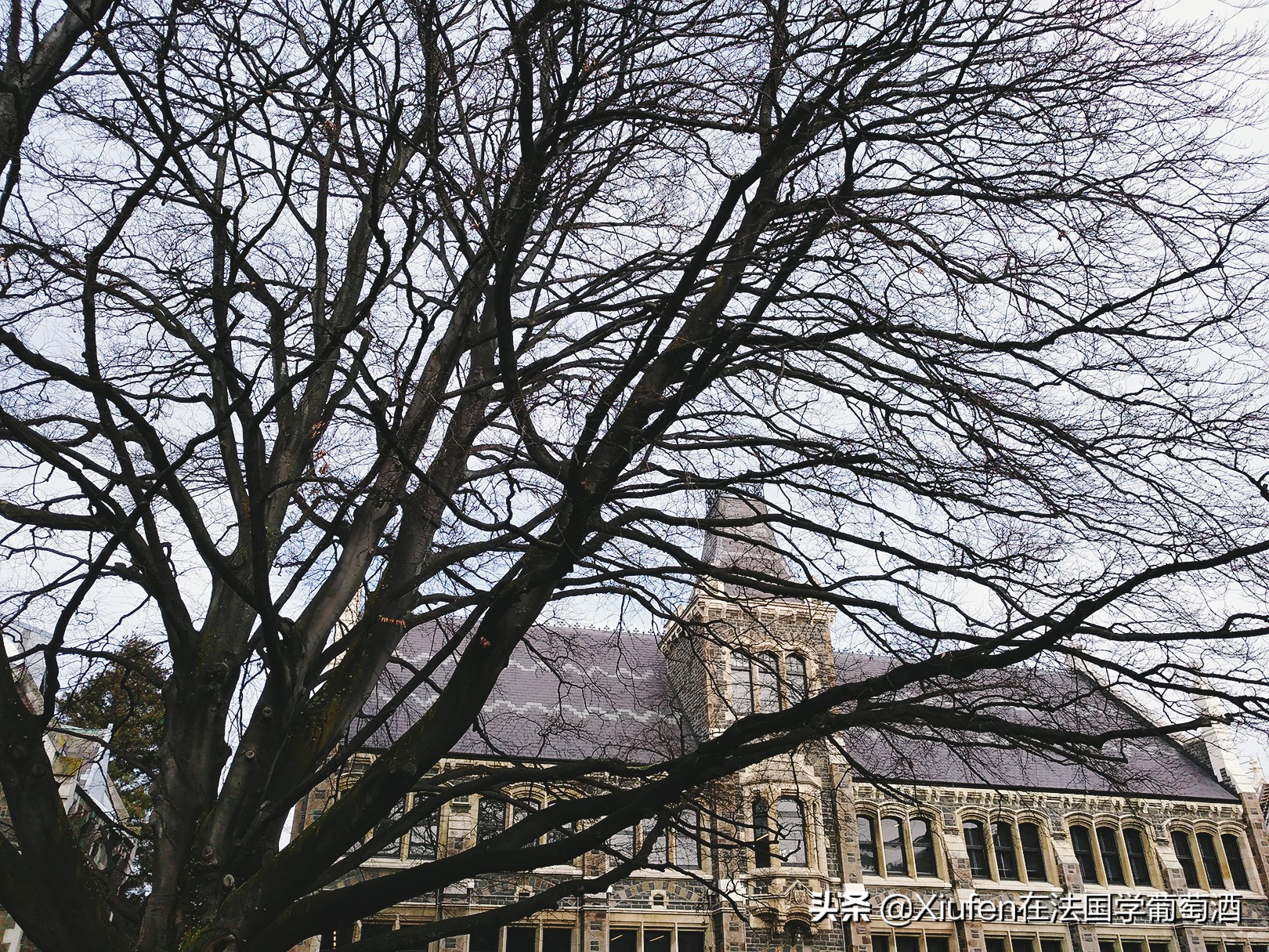 新西兰基督城城市风景,新西兰基督城风景漫步