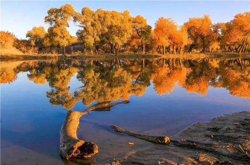 去额济纳旗胡杨林旅游攻略,额济纳旗旅游住宿全攻略