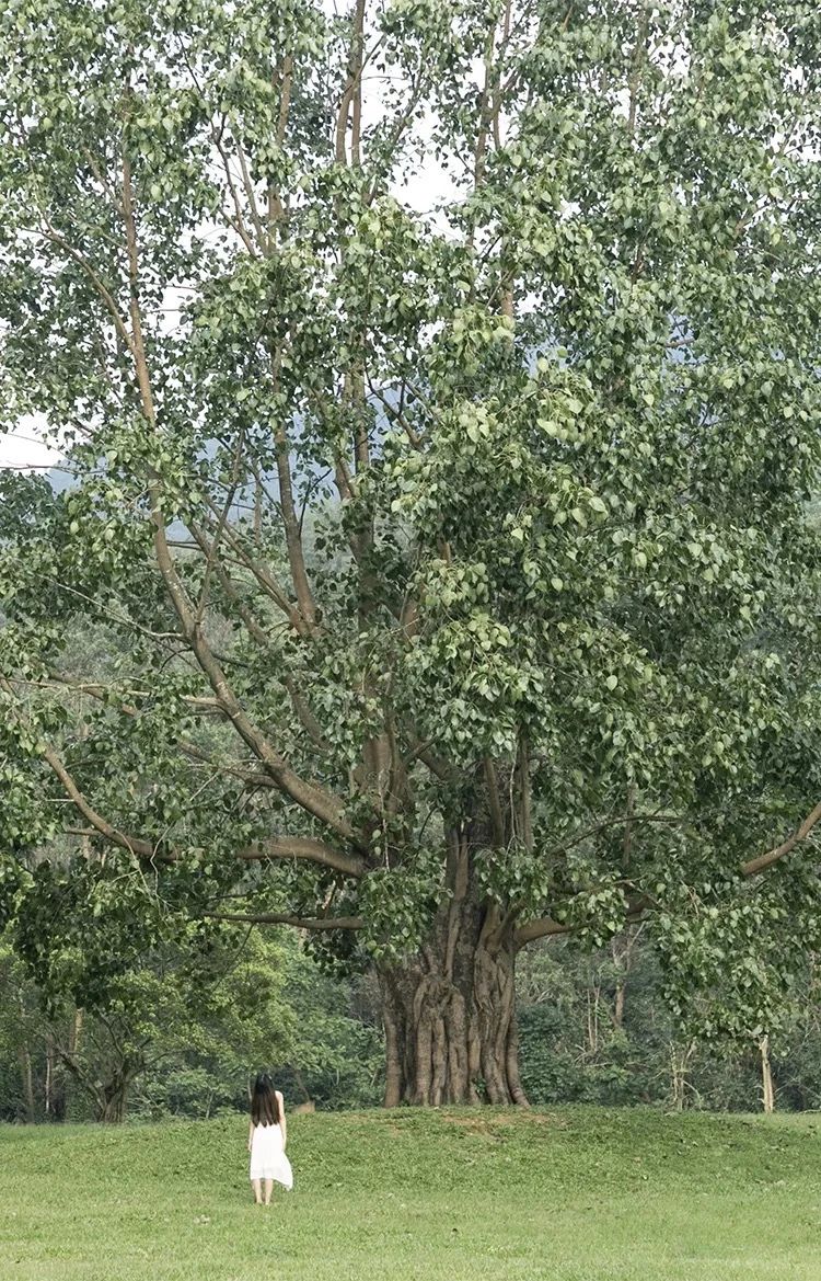 天下最美湖泊西湖,比西湖更美的湖泊