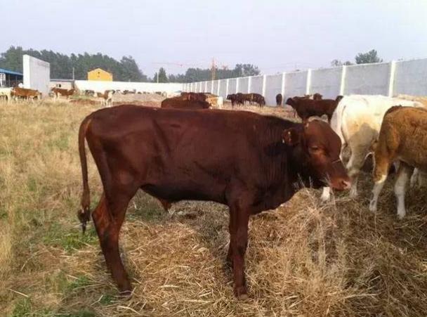 牛不吃料越来越瘦怎么办,牛不长肉还越来越瘦