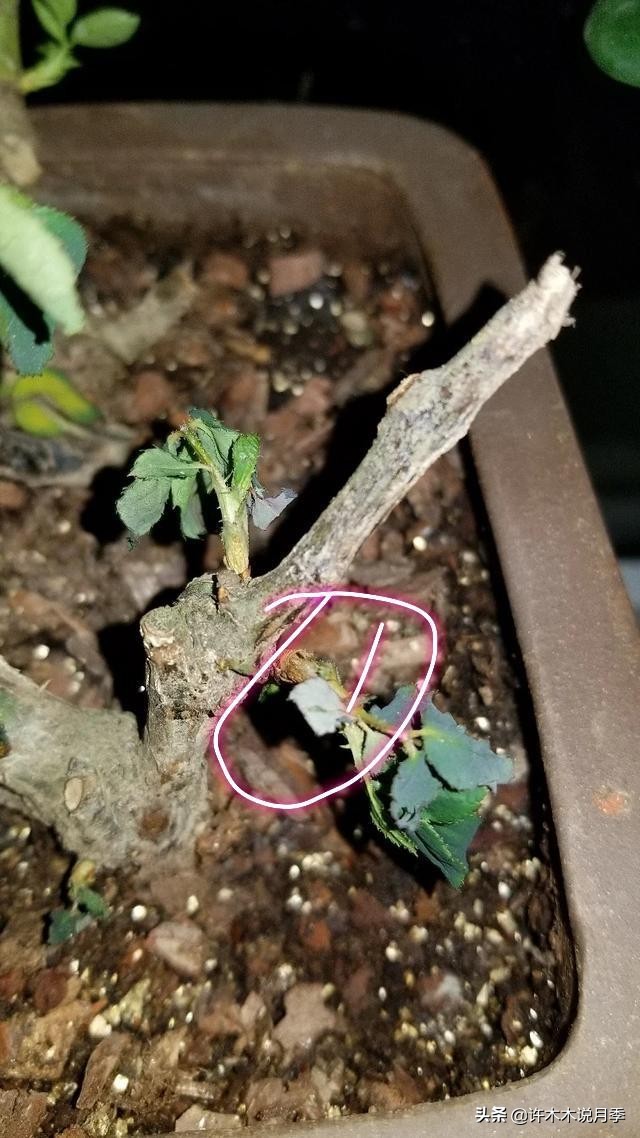 月季老桩如果没有生根粉怎么办,月季老桩生根了是不是就完全活了