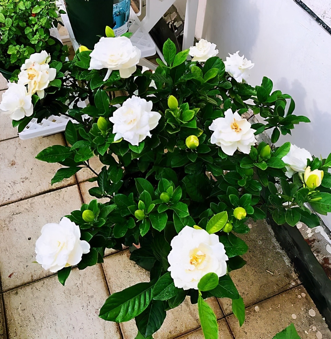 适合家庭养的清香花,5种清香花卉开花时满室芬芳不断