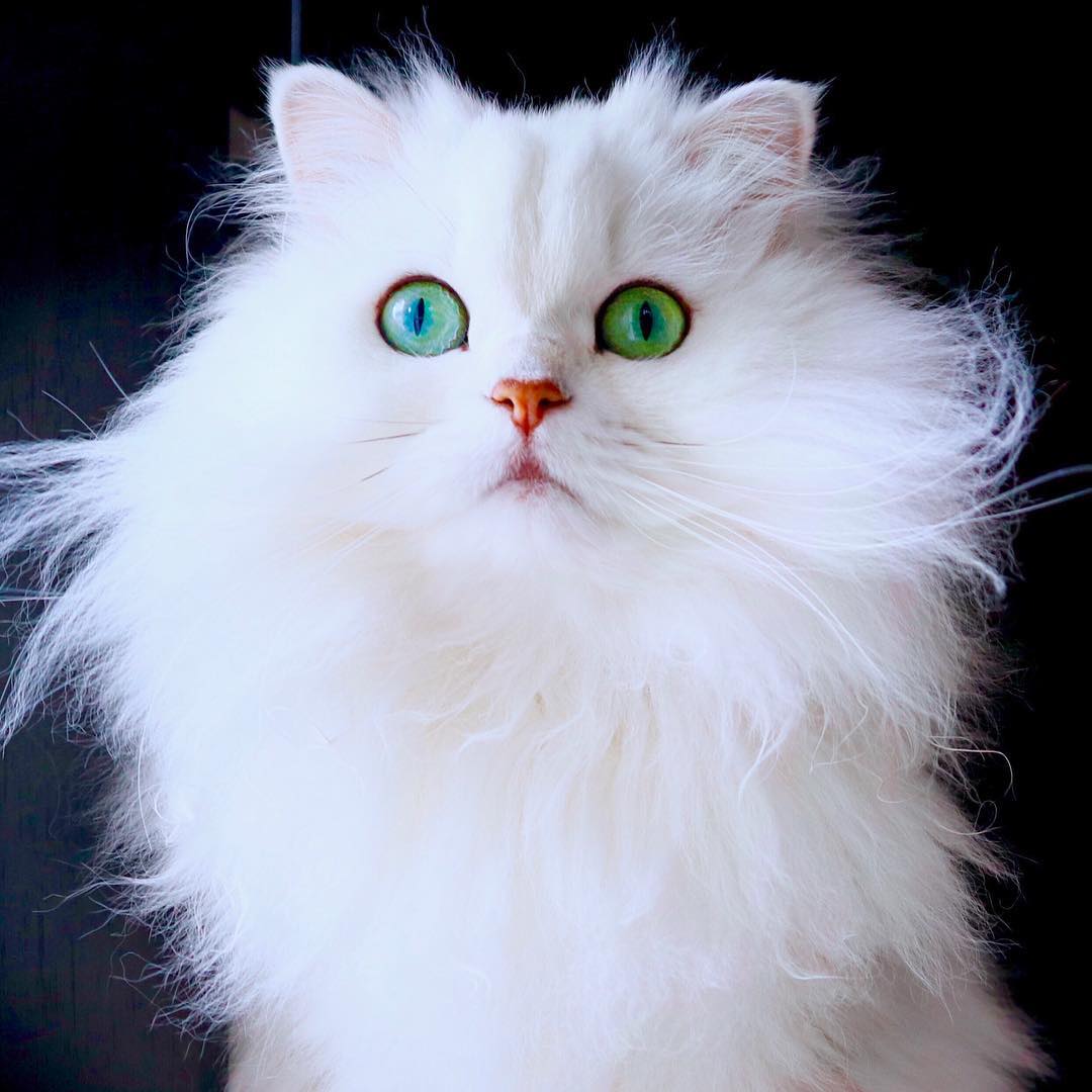 铲屎官熬夜怎么让猫咪乖乖睡觉,猫咪晚上不睡觉铲屎官该怎么办