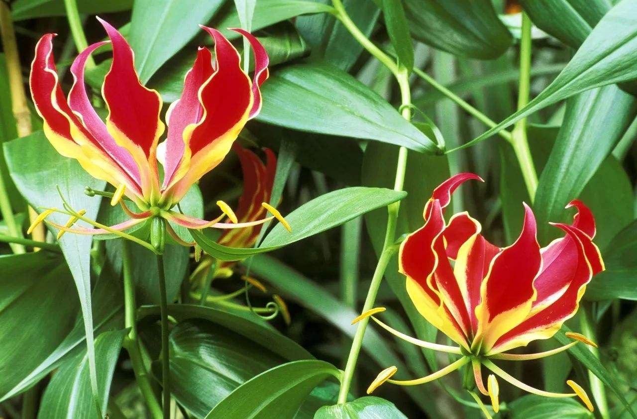 奇花异草大全罕见图文,极其罕见的奇花异草