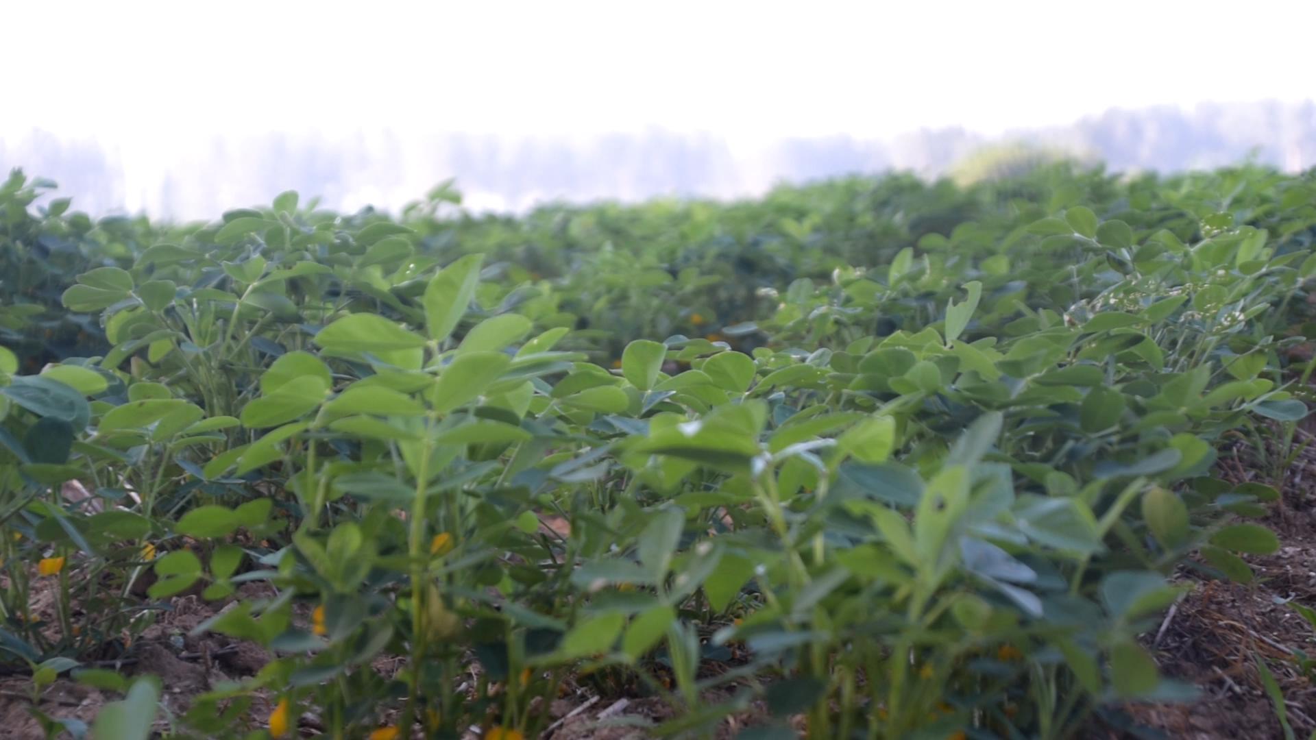 夏花生初花期管理技术,夏花生出苗后多少天可以收