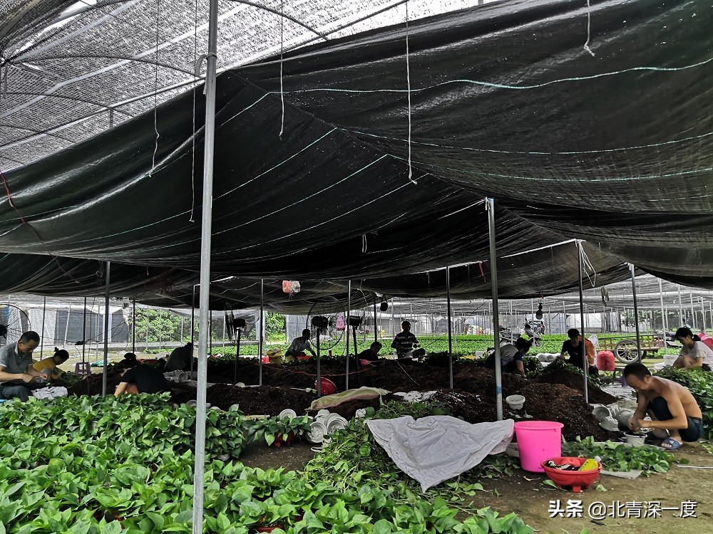 跳绳改变命运,小学跳绳比赛得奖对升学有帮助吗