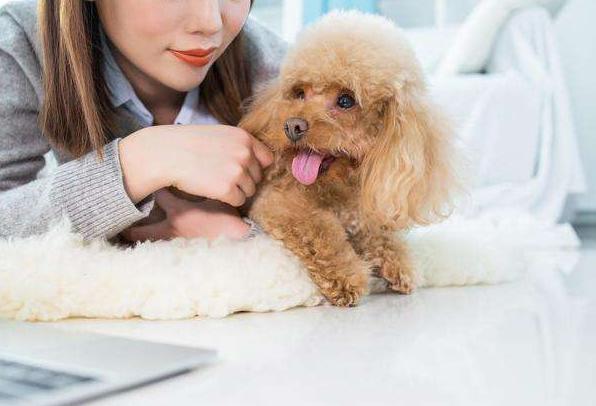 泰迪犬一生发生的5个变化，看完不禁泪目！