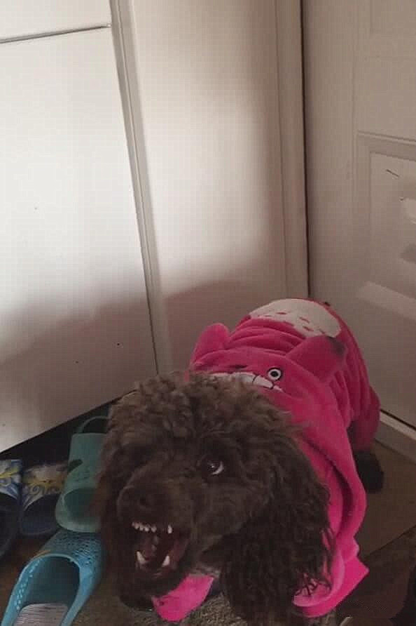 泰迪不听训反而咬你怎么办,泰迪发脾气