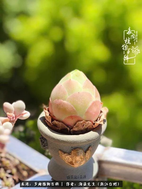 多肉玫瑰怎么才能出状态,多肉山地玫瑰唤醒方法