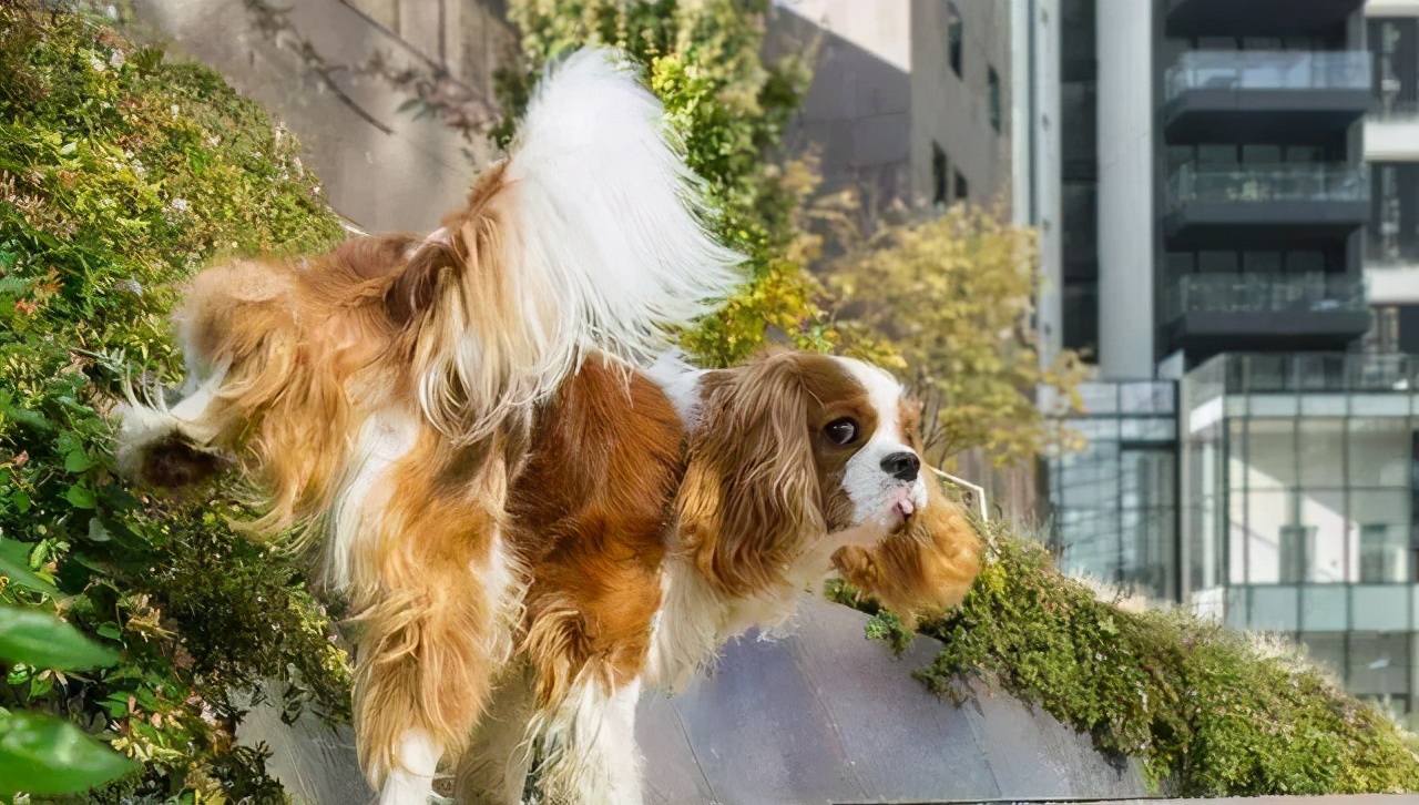 狗狗拉屎正常是什么样的,狗狗拉大便正常的姿势