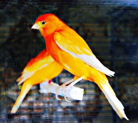 金丝雀羽毛品种,金丝雀可以笼养繁殖吗