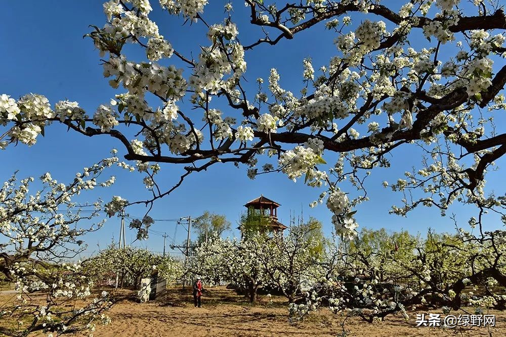 赏花好时节,赏花感言一句话