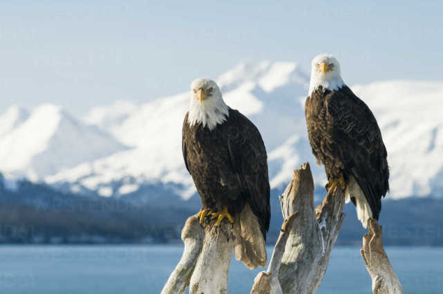 为什么美国国鸟是白头鹰,美国的国鸟和日本的国家鸟谁厉害