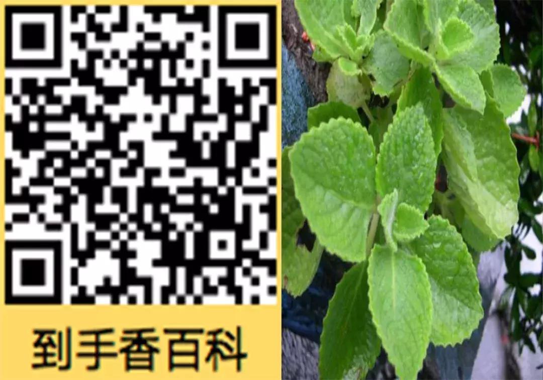 一口黄牙毁了一张脸视频,一口黄牙影响颜值