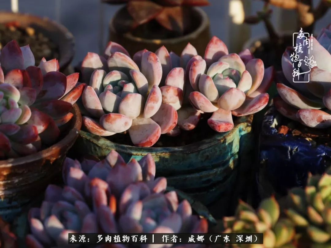 笼子里的多肉,露养的多肉和室内的多肉区别