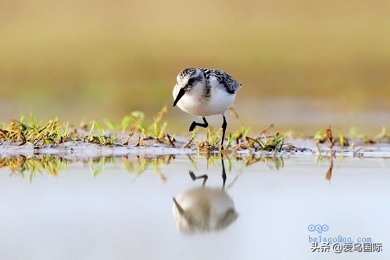 来认识一下滨鹬属的小伙伴们