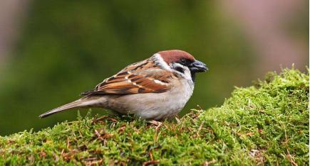 部编四上语文麻雀优质课课堂实录,四年级语文上册麻雀教学设计