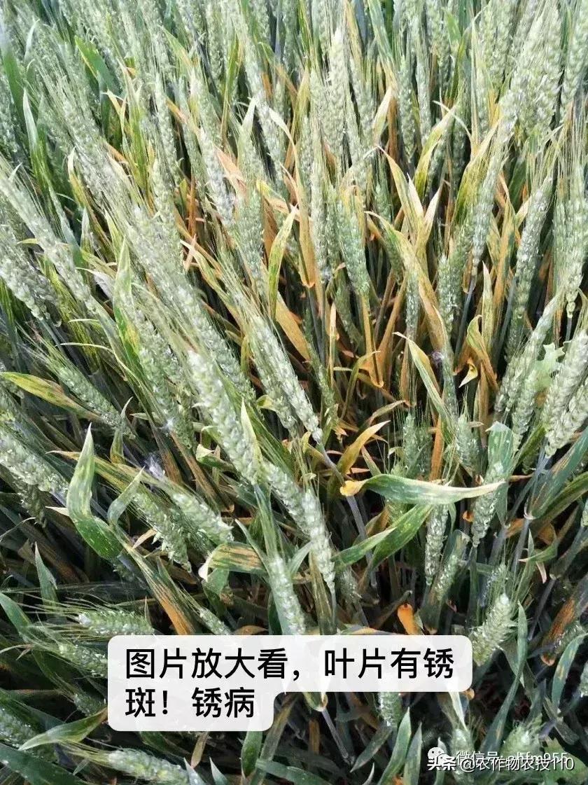 955·农技】一周微农事咨询信留言精选+专家回复