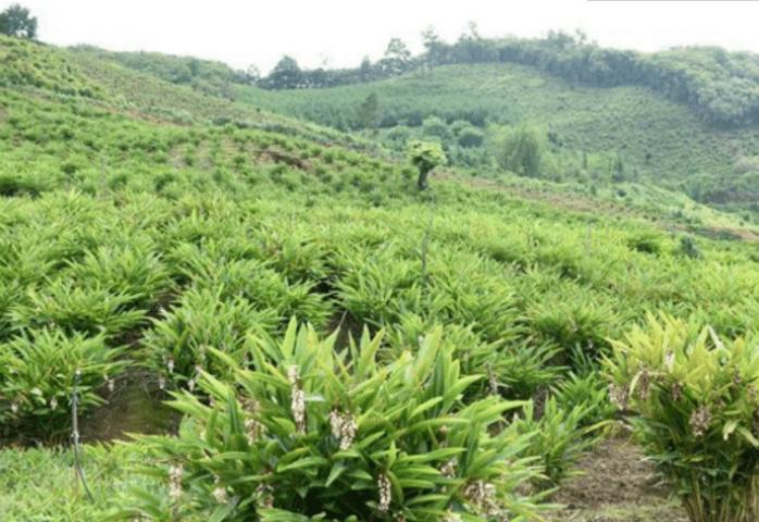 砂仁定植方法和注意事项,砂仁怎样种植的视频