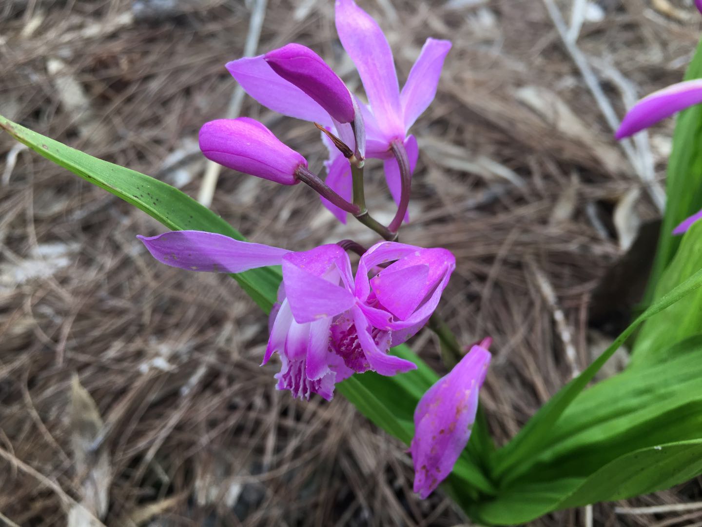 四川白芨种子繁殖方法,白芨种子怎样直播繁殖