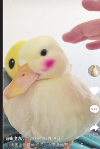 佳木斯小伙由老九：爱鸭相伴“嘎嘎”欢乐