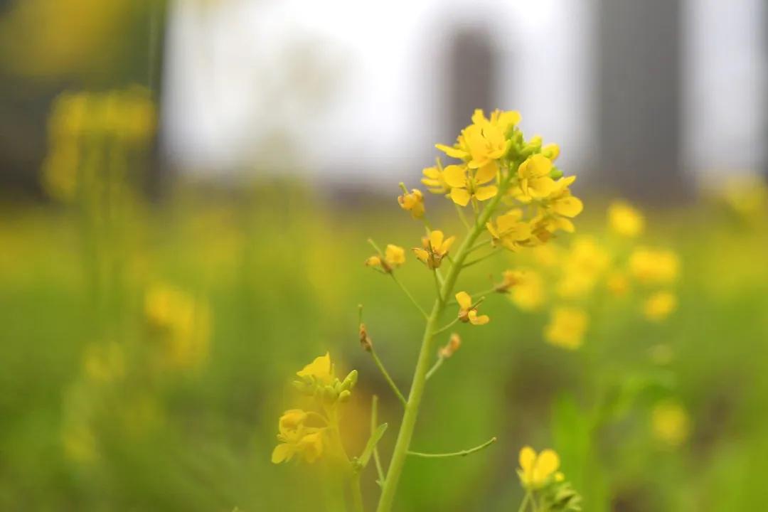 相约油菜花海完整视频,泰达油菜花海