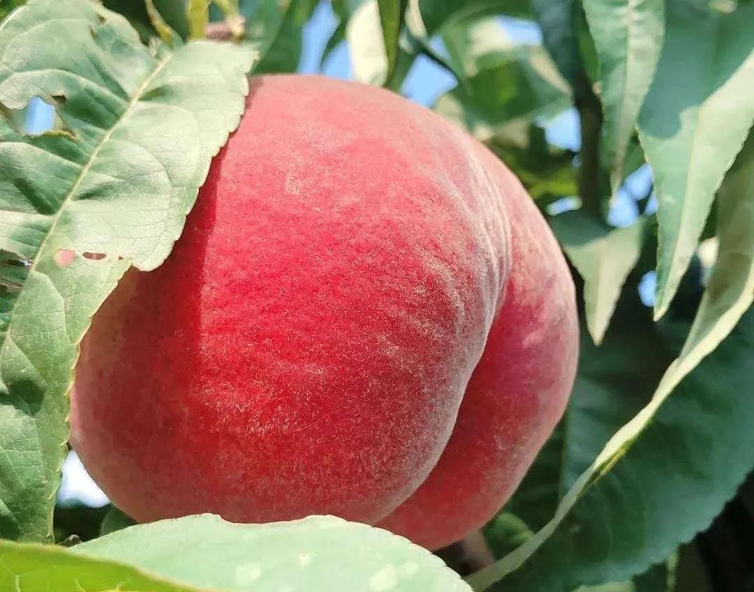 山水望城，“桃”醉你我，通体洁白、如羊脂玉般的蜜桃您见过吗？