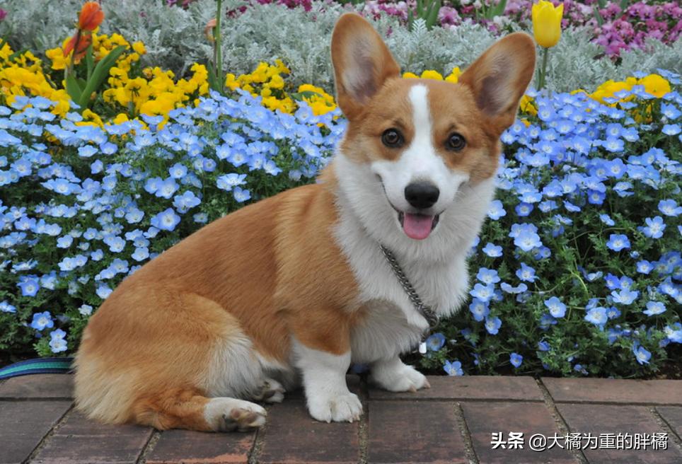 这几种狗狗千万别养,这6种狗狗值得养