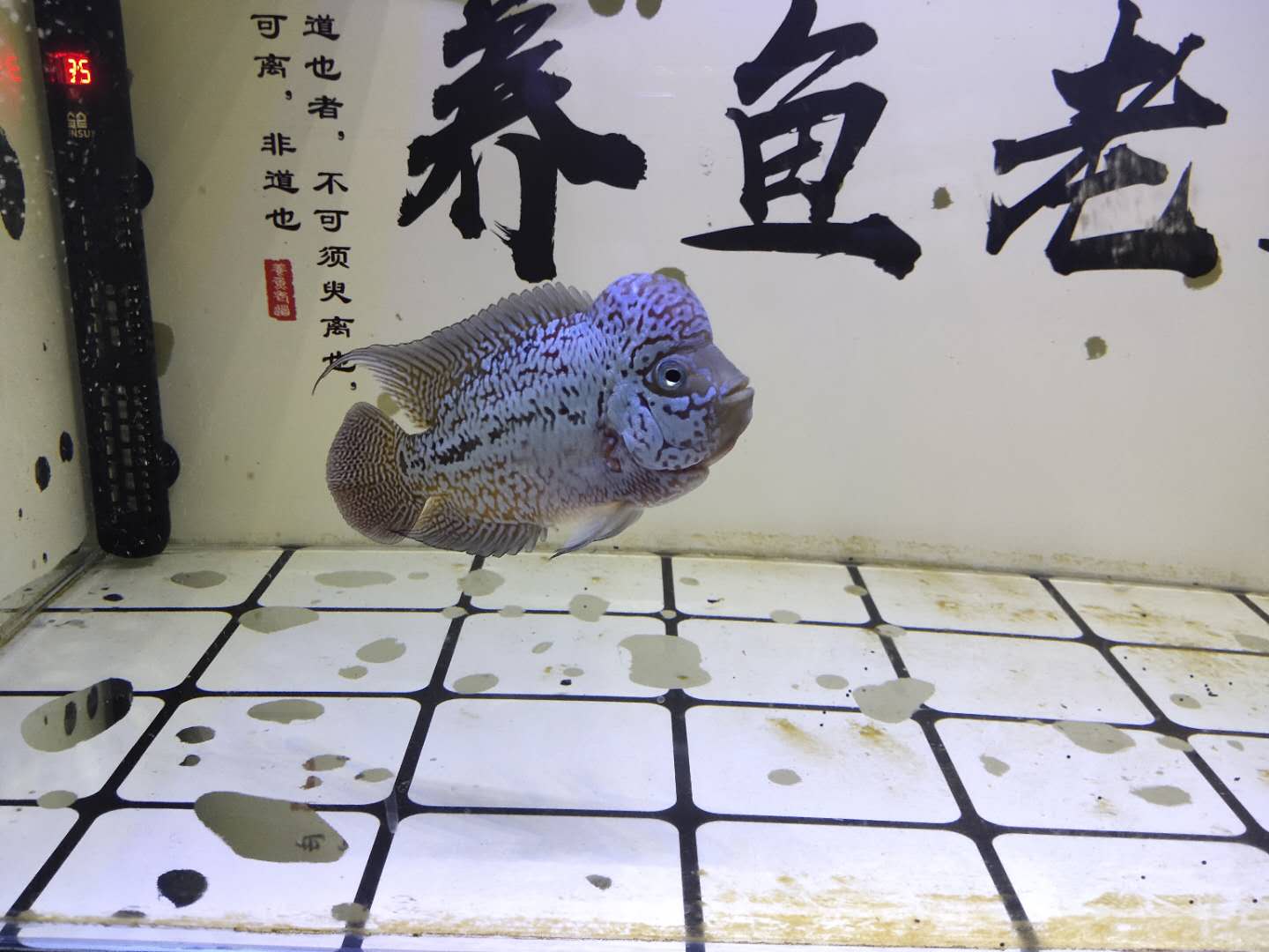 新入缸的观赏鱼怎么观察状态,观赏鱼入缸前需要注意什么