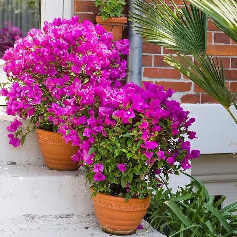 高级好看易养的花卉,最漂亮最迷人的大丽花图片