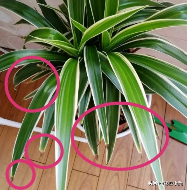 吊兰容易折断是怎么回事,吊兰叶片少不长新叶片是什么原因