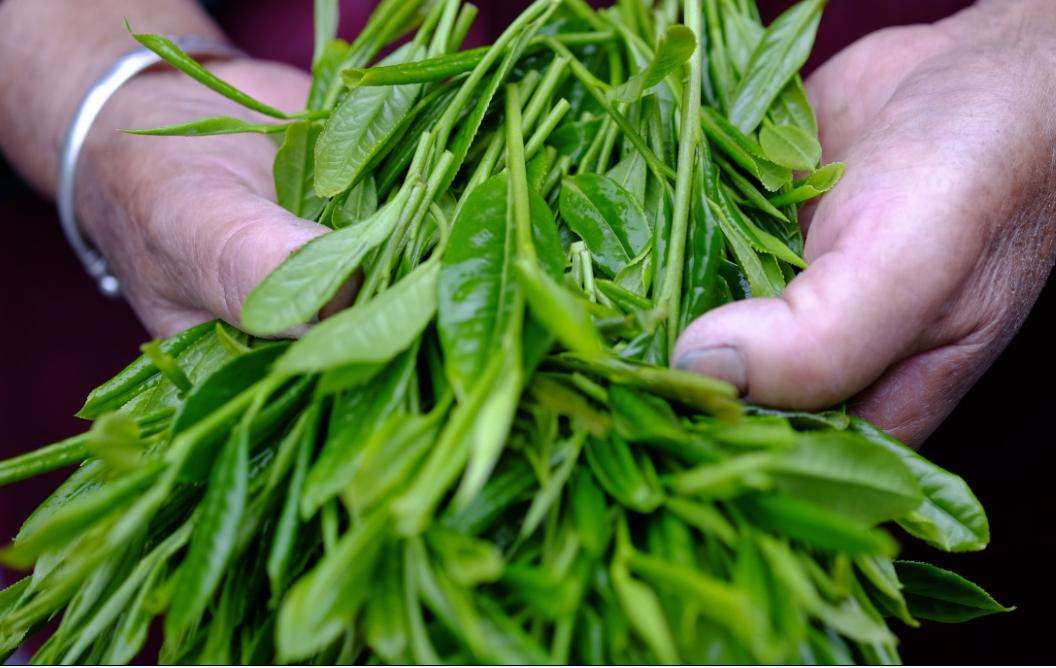 茶叶知识从何学习,茶叶怎么摘才是好茶