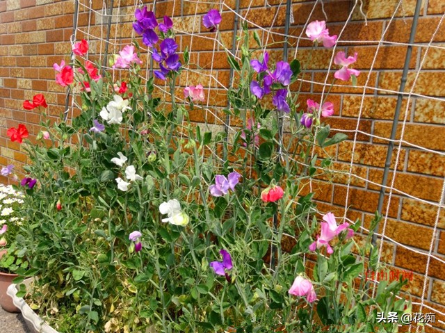 这些花,当年种当年轻松变花墙,好看还好养!